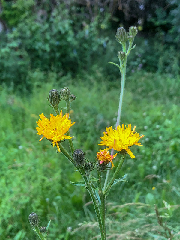 Picris hieracioides